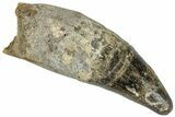 Robust, Rooted Crocodylomorph Tooth - Morocco #296574-1